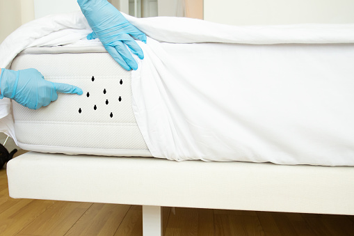 Understanding The VRBO Bed Bug Policy: What Every Host Should Know